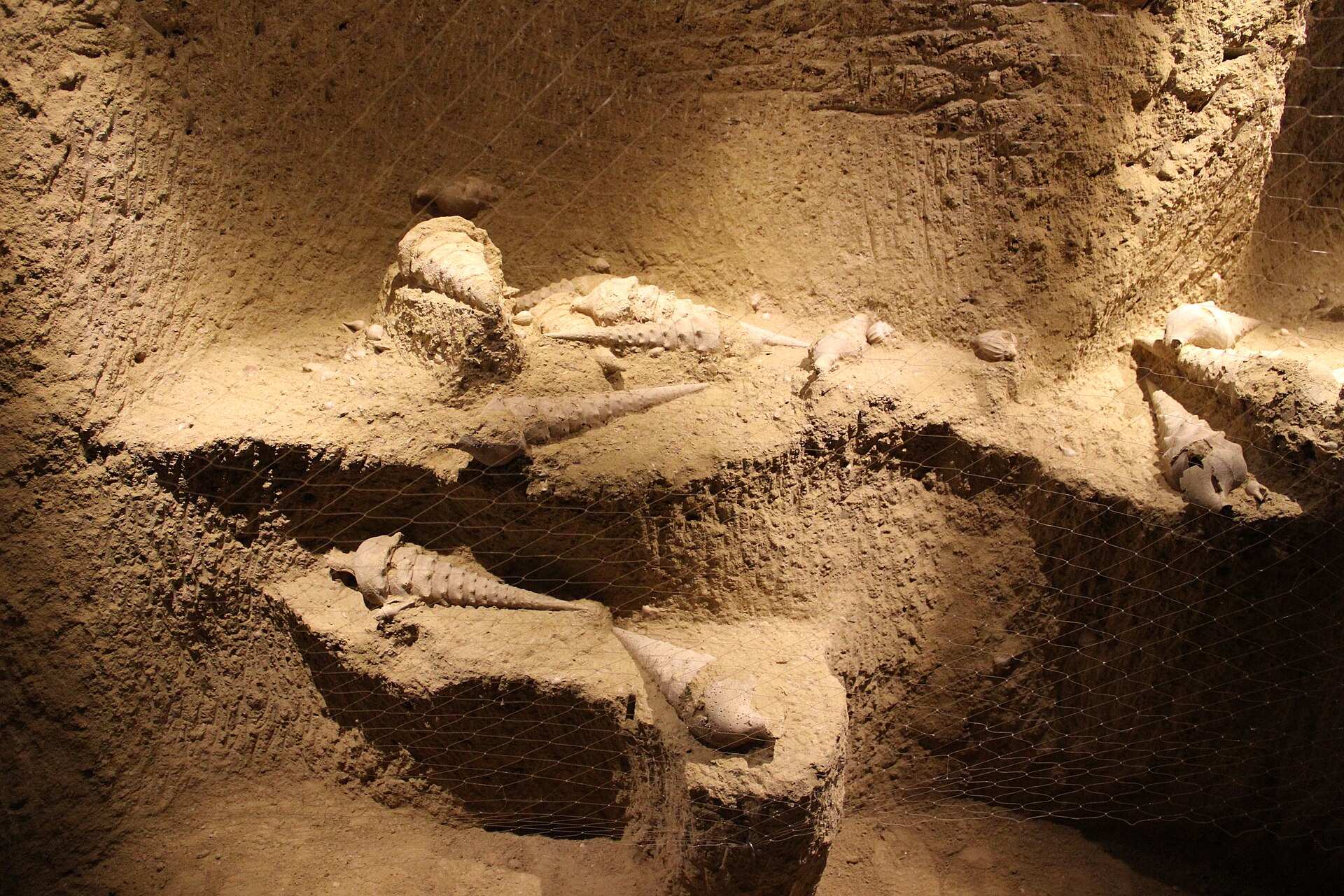 La Cave aux Coquillages — à visiter depuis le gîte