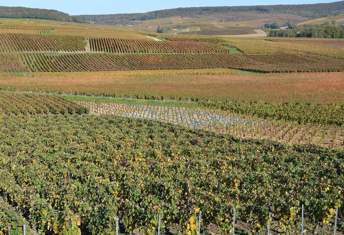 Parc naturel de la Montagne de Reims — à visiter depuis le gîte
